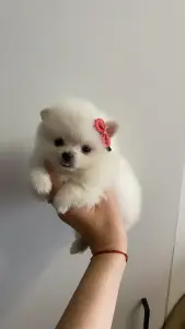 Щенок шпица