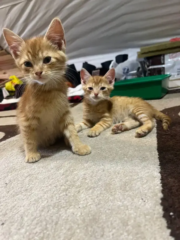 рыжие котята мальчики в дар