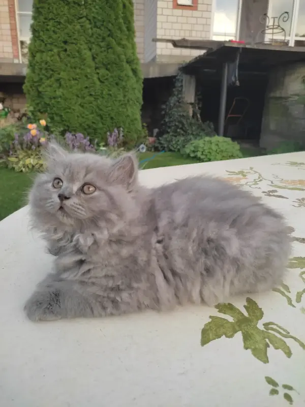 Элитный британский котенок