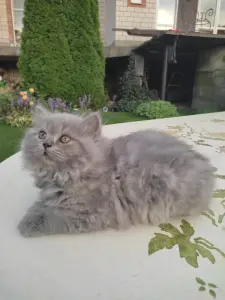Элитный британский котенок