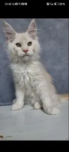 Кот