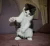 Замурчательный котенок ищет дом и любящих хозяев