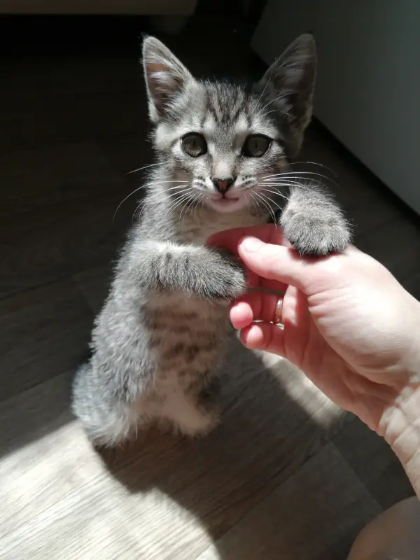 Котенок