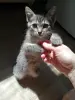 Котенок