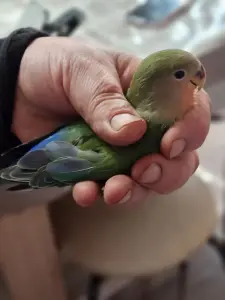 Попугай Неразлучник