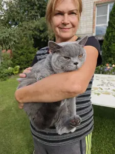 Британский кот