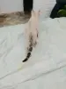 Бенгальская девочка