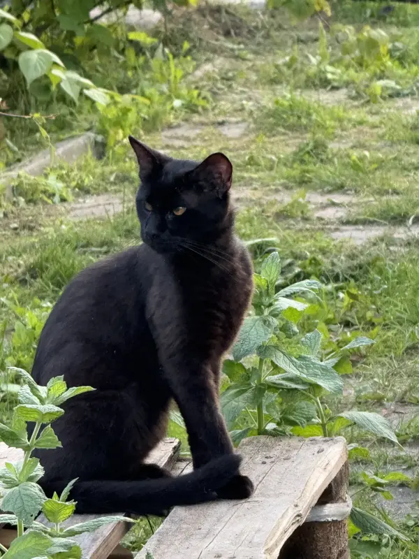 Коты в дар