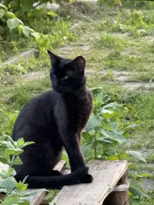 Коты в дар