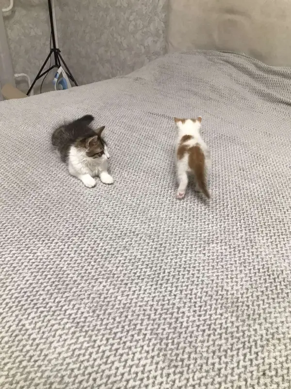 Котенок Малыш в добрые руки. Срочно