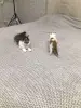 Котенок Малыш в добрые руки. Срочно