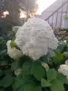 Гортензия Анабель