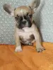 Французский бульдог