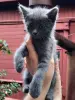 Котята от 1 до 2,5 месяца в добрые руки
