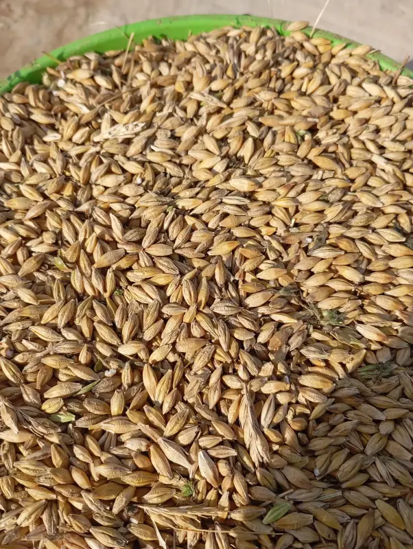 ячмень и пшеница фуражная, зерно