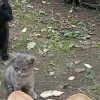 Котята от 1 до 2,5 месяца в добрые руки