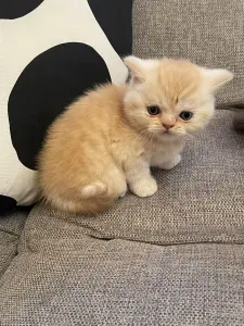 Котята шотландцы