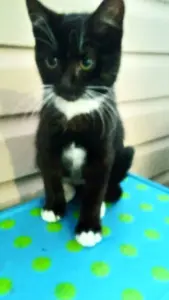 Котята в дар