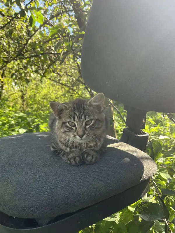 котенок в дар