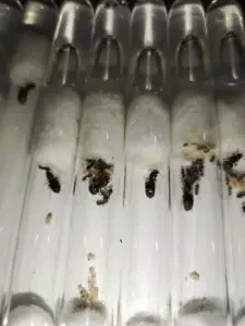 Матки муравьёв Lasius Niger