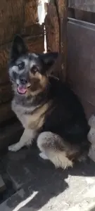 Собака в дар