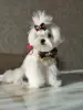 Щенок МАЛЬТЕЗЕ шикарный