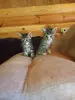 Котята ищут дом