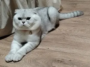 Шотландский скоттиш-страйт кот