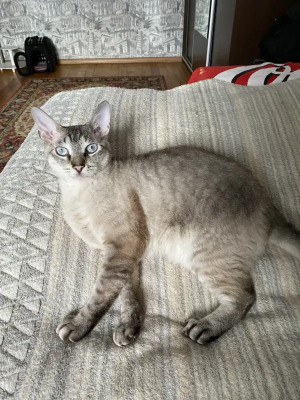 Пропал кот