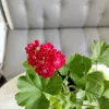 Герань розебудная бордовая,-сорт Monseruds Rosen