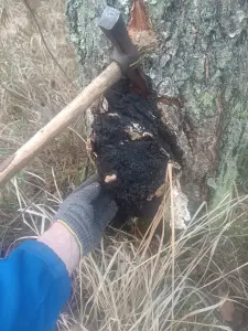 Чага