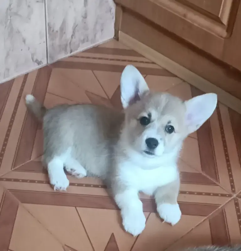 Вельш корги пемброк