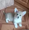 Вельш корги пемброк