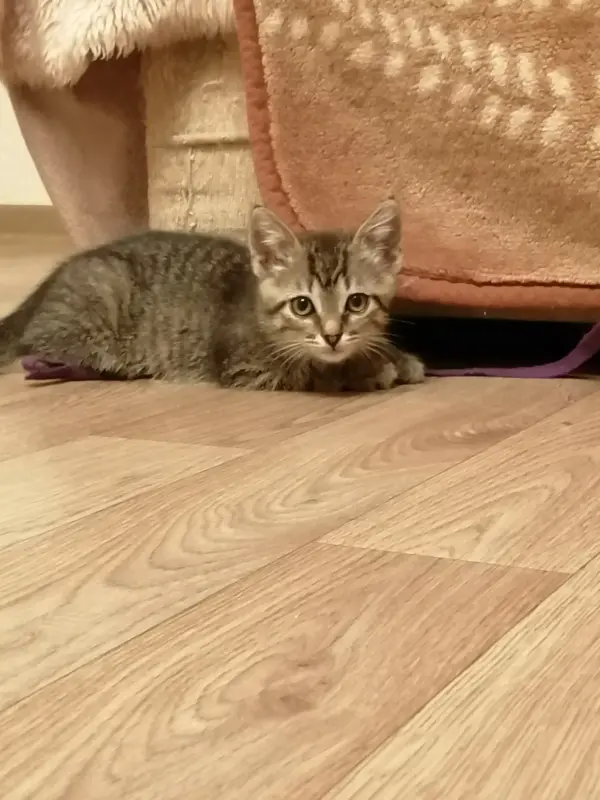 Котенок