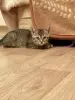 Котенок
