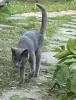 Коты в дар