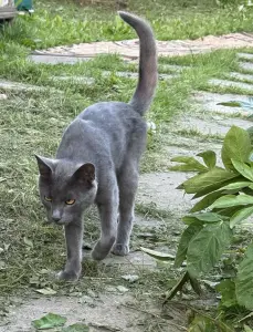 Коты в дар