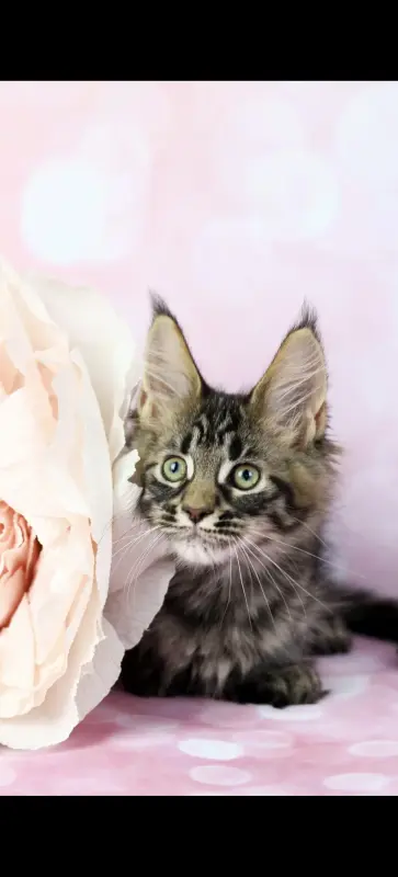 Кошечки полидакты