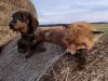 Щенки жесткошерстной таксы