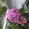 Цветущий куст герани 'Ю Марлезон 2'