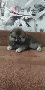 Померанский шпиц мальчик мини мишка