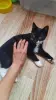 Котенок