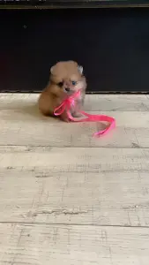 Щенок шпица