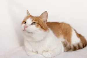Рыжий котик Сеня срочно ищет дом