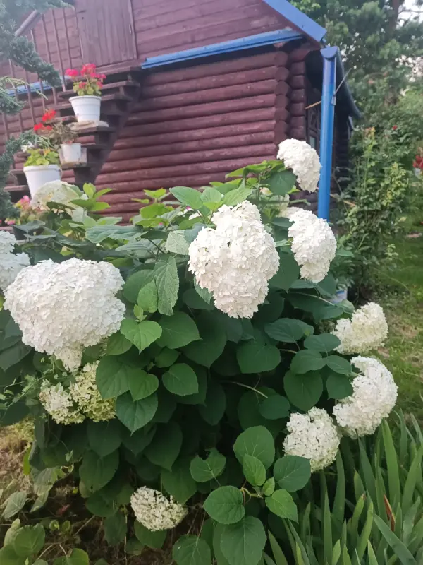 Гортензия Анабель