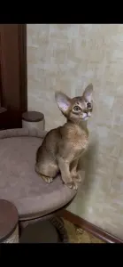 Абиссинкий котёнок