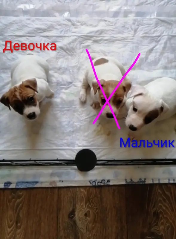 Джек рассел терьер