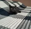 Британские котята редкого окраса