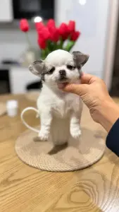 Чихуахуа девочка