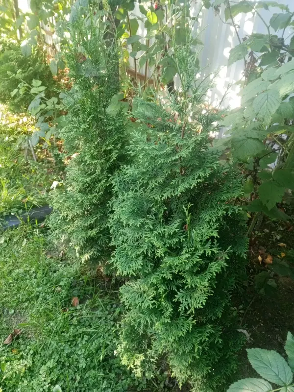 Хвойные, кустарники, лилейники